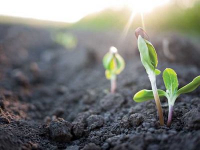 Celebrate This Year’s Spring Planting Image